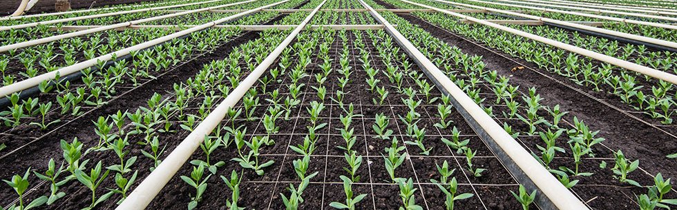 Understanding Families, Genus, and Species: Why Tomatoes and Potatoes Are Cousins
