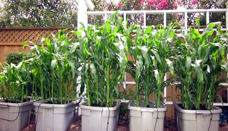 How to grow Corn at home: Types, Varieties (su, se, sh2, syn) and Care