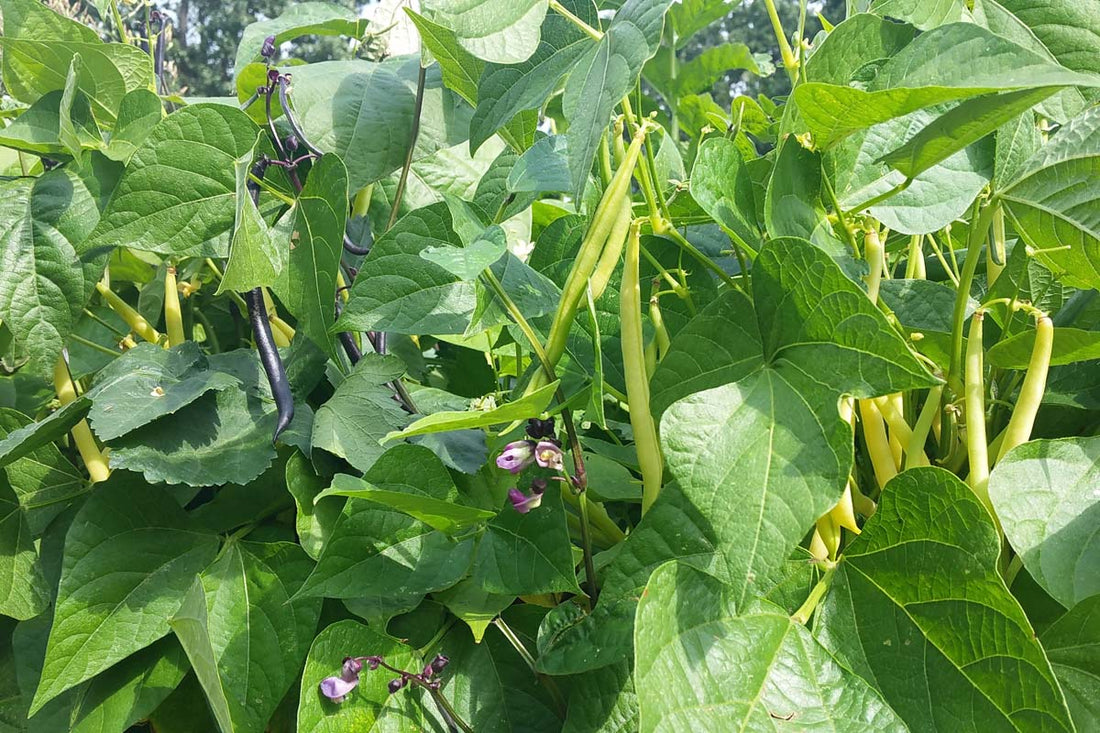 Growing Beans: Bush or Pole, Pots or Beds