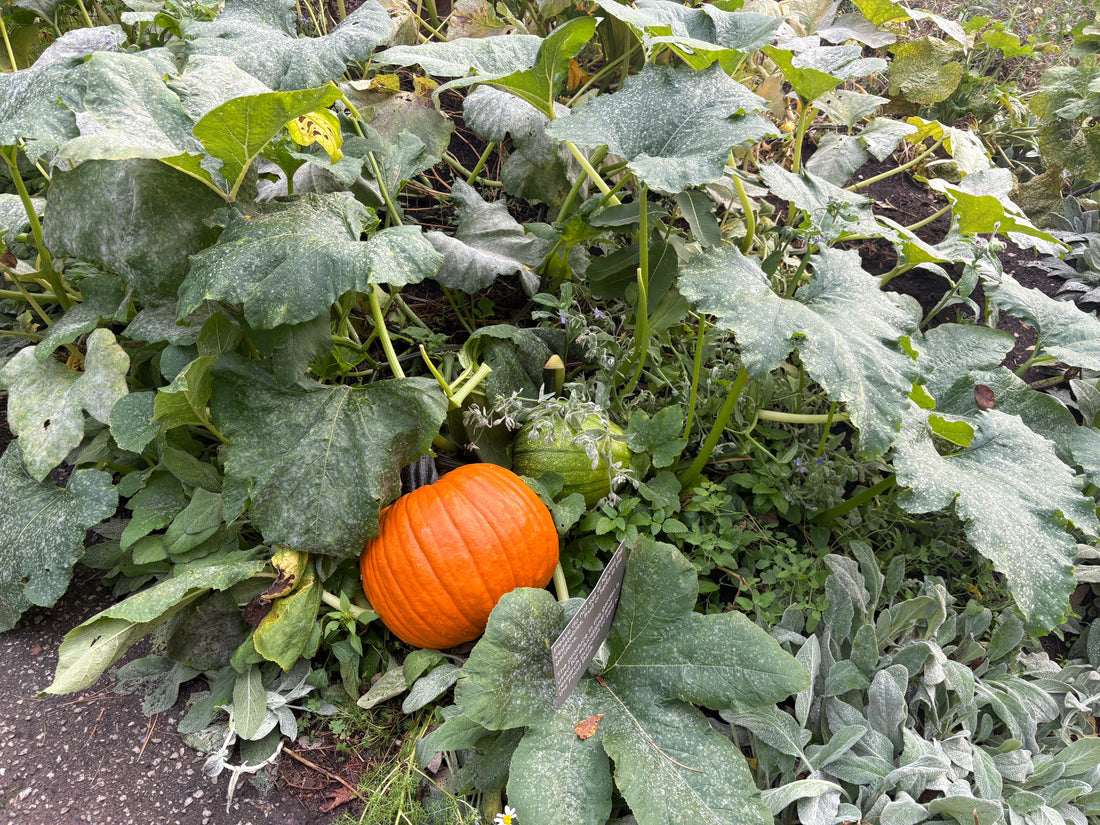 Getting Hands Dirty: Essential Gardening Practices