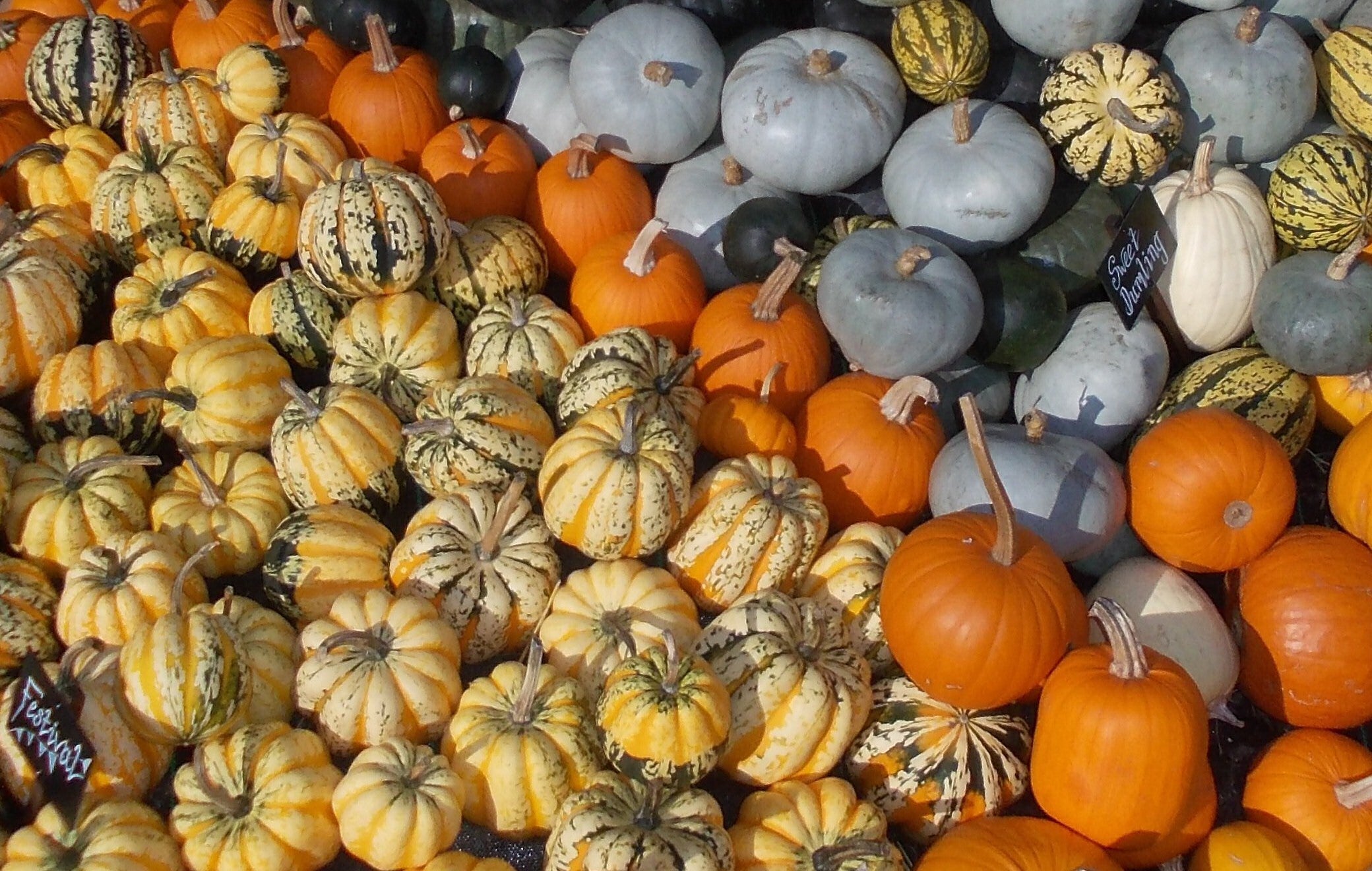Pumpkins, Squash, Zucchini, and More: Understanding the Cucurbita Family