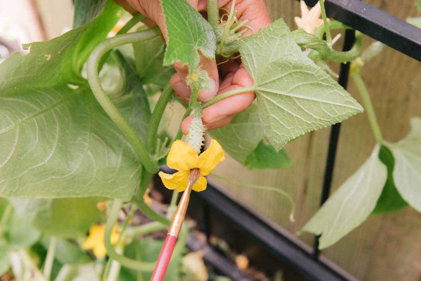OP, F1 and Heirlooms and what they mean for your garden