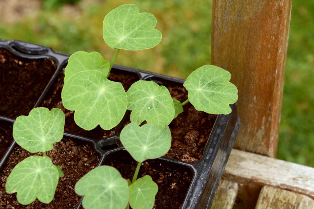 From Seed to Seedling: How to start seeds indoors and 'Harden Off'