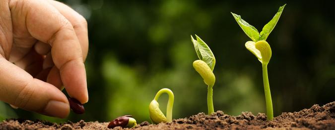How to shop on Verdica Garden: New resources unique to each seed variety