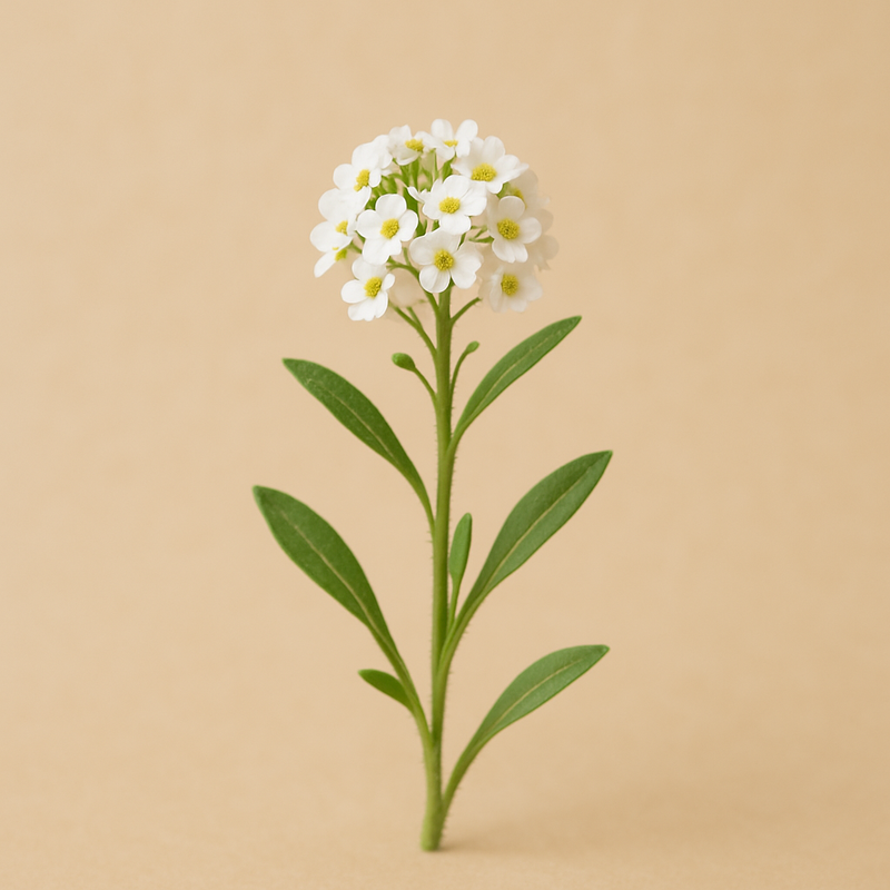 Alyssum