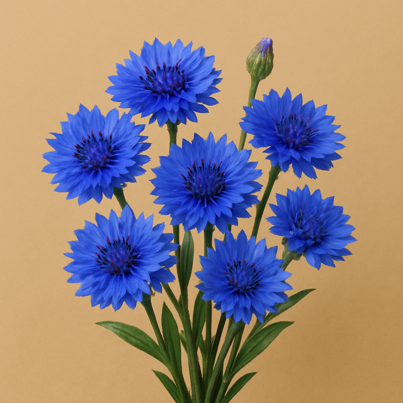 Centaurea