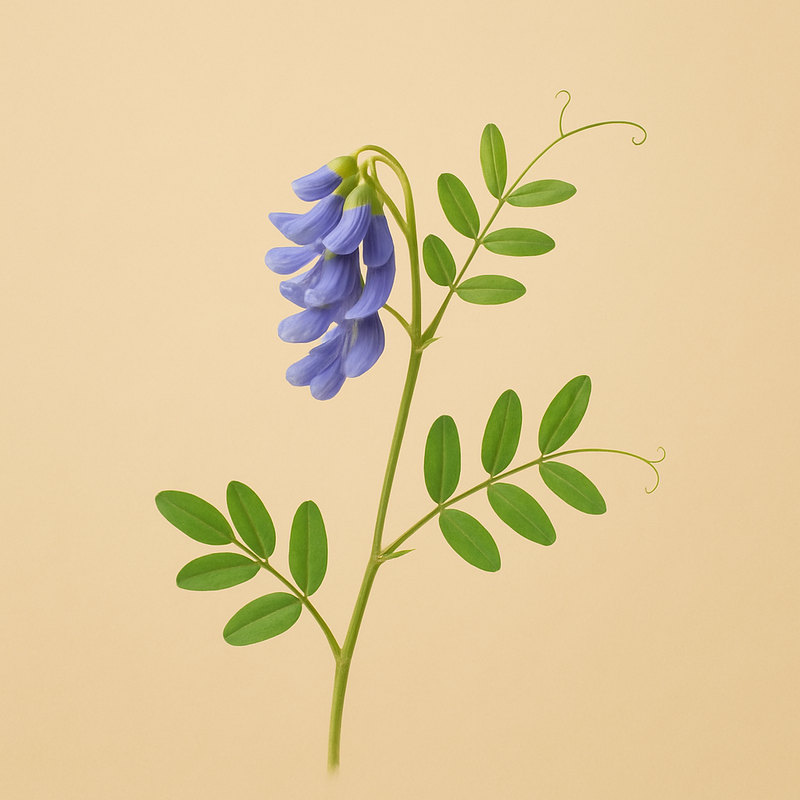 Chickling Vetch