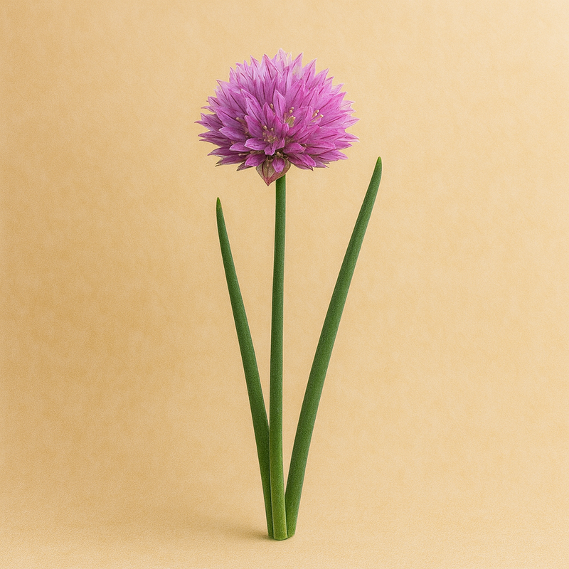 Chives
