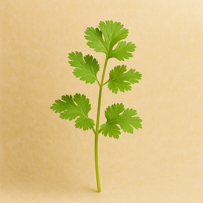 Cilantro