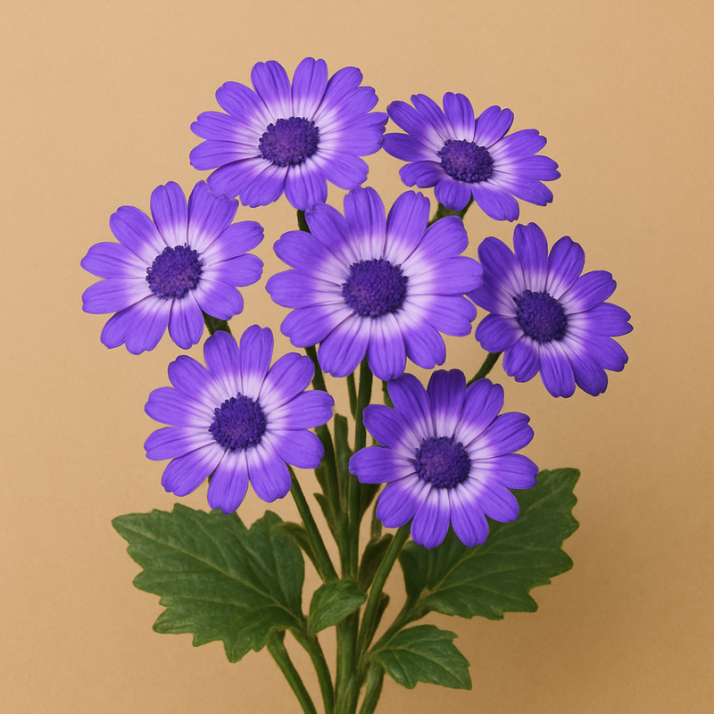 Cineraria