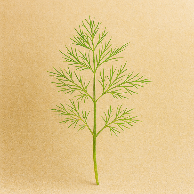 Dill