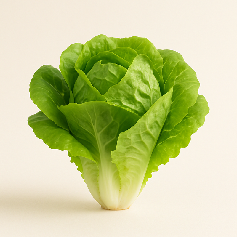 Lettuce