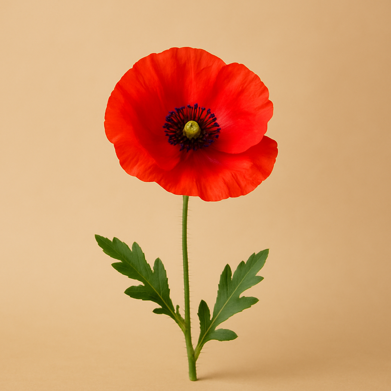 Poppy