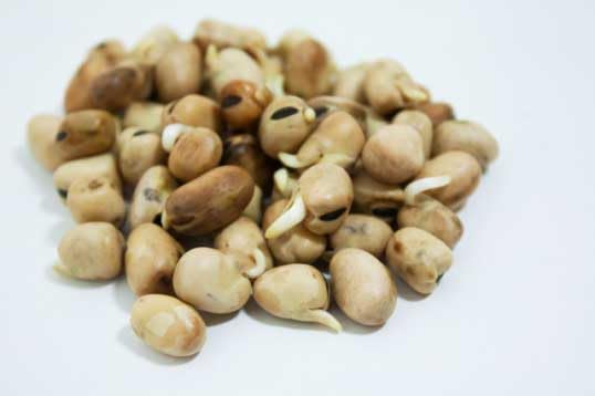 An image of the plant grown with seed for Premium Fava Bean Sprouting Seeds - Large Microgreens, Easy to Grow, Nutrient-Rich, Perfect for Home Gardening