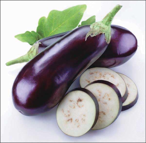 An image of the plant grown with seed for Eggplant Vittoria Seeds - Long and Cylindrical Fruits, High Yield, Mild Flavor, Ideal for Uniform Slicing, Non-GMO, Perfect for Gourmet Dishes