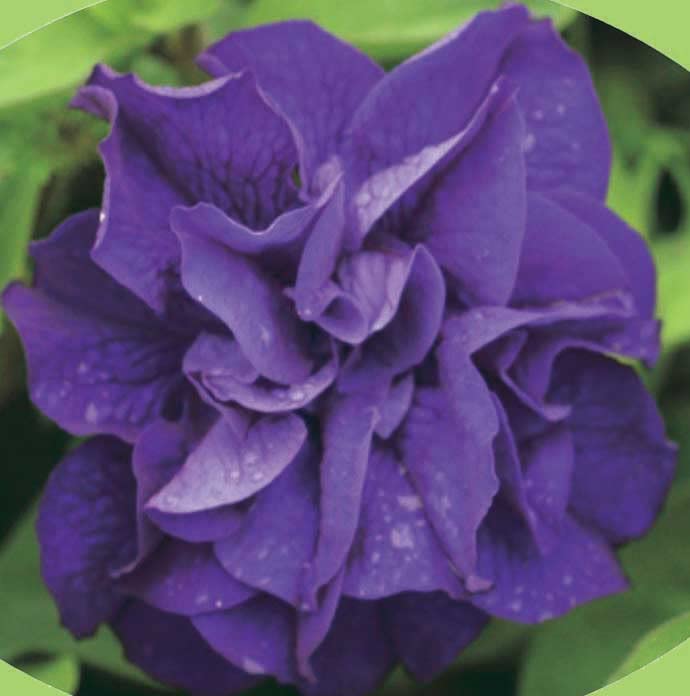 An image of the plant grown with seed for Petunia Double Blue Seeds - Vibrant Blue Blooms, Perfect for Hanging Baskets and Floral Borders, Hardy and Floriferous