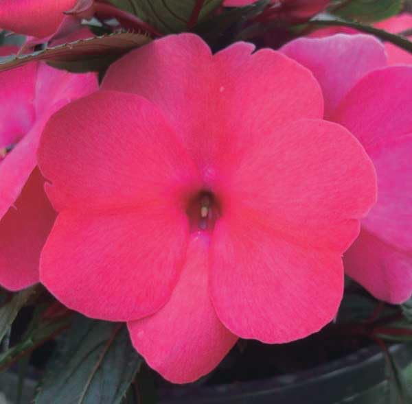 An image of the plant grown with seed for Impatiens SE Rose Seeds - Giant Super Elfins, Vibrant Blooms on Dwarf Plants, Ideal for Container Gardening & Small Spaces