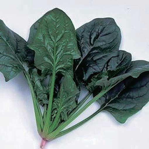 An image of the plant grown with seed for Imperial Green Spinach Seeds - Succulent Deep Green Leaves, Ideal for Gourmet Salads, Slow Bolting, Easy to Grow, Non-GMO