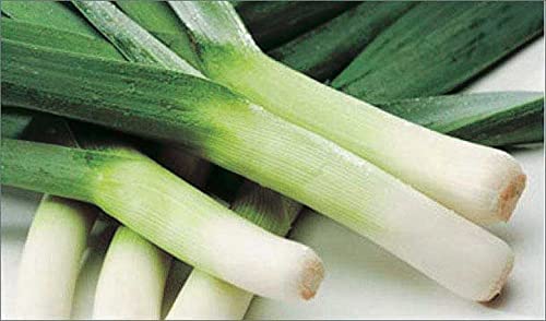 An image of the plant grown with seed for Large American Flag Leek Seeds - Mild Onion Flavor, Perfect for Soups & Stews, Hardy & Versatile, Non-GMO