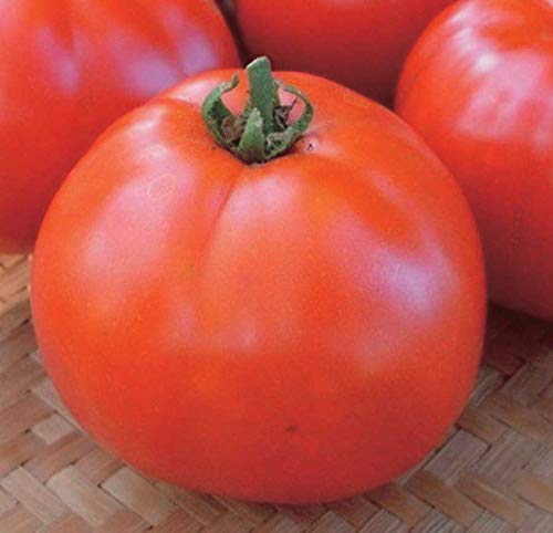 An image of the plant grown with seed for Manitoba Tomato Seeds - Bush Type, Firm Brick-Red Medium Tomatoes, Ideal for Cooler Climates, Non-GMO & Heirloom Variety