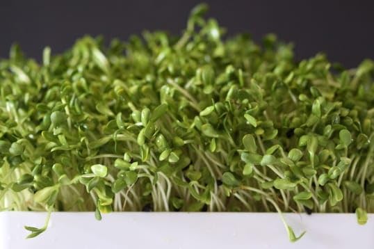 An image of the plant grown with seed for Premium Sunflower Sprouting Seeds - Crunchy & Nutty Microgreens, Ideal for Salads & Snacks, Non-GMO, High Germination Rate