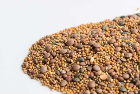 An image of the plant grown with seed for Spicy Lentil Crunch Mix - Featuring Lentils, Radish, Alfalfa, Red Clover, and Mustard - Rich in Vitamins, Perfect for Nutrient-Packed Sprouts