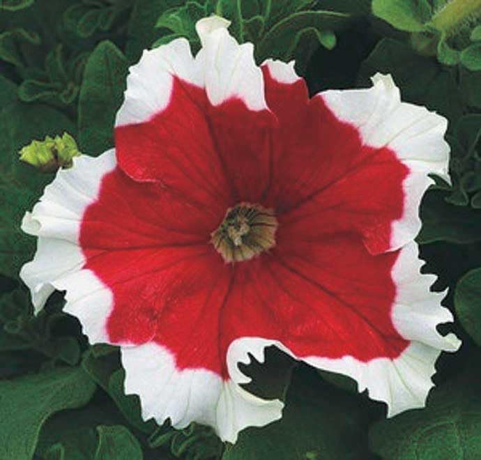 An image of the plant grown with seed for Petunia Fire Frost Seeds - Vibrant Red Edged, Large Ruffled Blooms Ideal for Enhanced Garden Aesthetics, Hardy & Adaptable