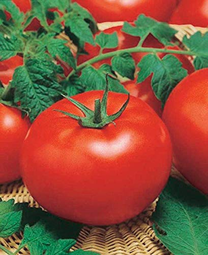 An image of the plant grown with seed for Big Beef Tomato Seeds - Award-Winning, Juicy & Flavorful, Perfect for Slicing, Disease Resistant, Non-GMO