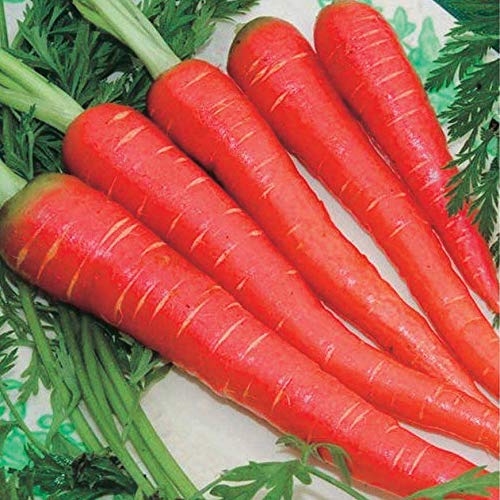 An image of the plant grown with seed for Atomic Red Carrot Seeds - Scarlet 11-inch Tapered Roots, Rich in Lycopene, Ideal for Roasting & Baking, Non-GMO, Nutrient-Rich