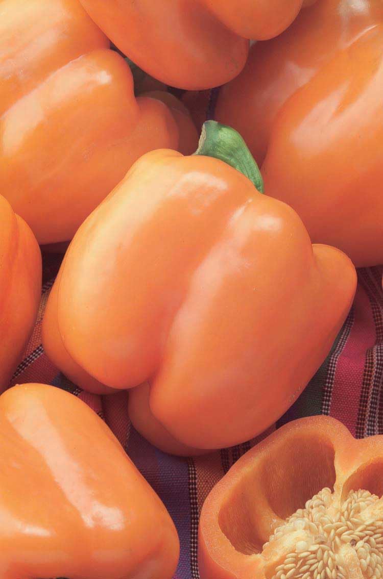 An image of the plant grown with seed for Orange King Bell Pepper Seeds - Vibrant Orange, Large & Sweet Peppers, Perfect for Stuffed Dishes & Salads, Non-GMO & Easy to Grow