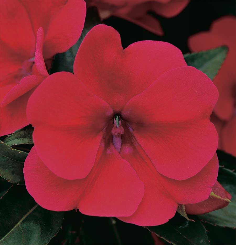 An image of the plant grown with seed for Impatiens SE Ruby Seeds - Vibrant Ruby Red Blooms, Perfect for Shaded Gardens, Low-Maintenance & Disease Resistant