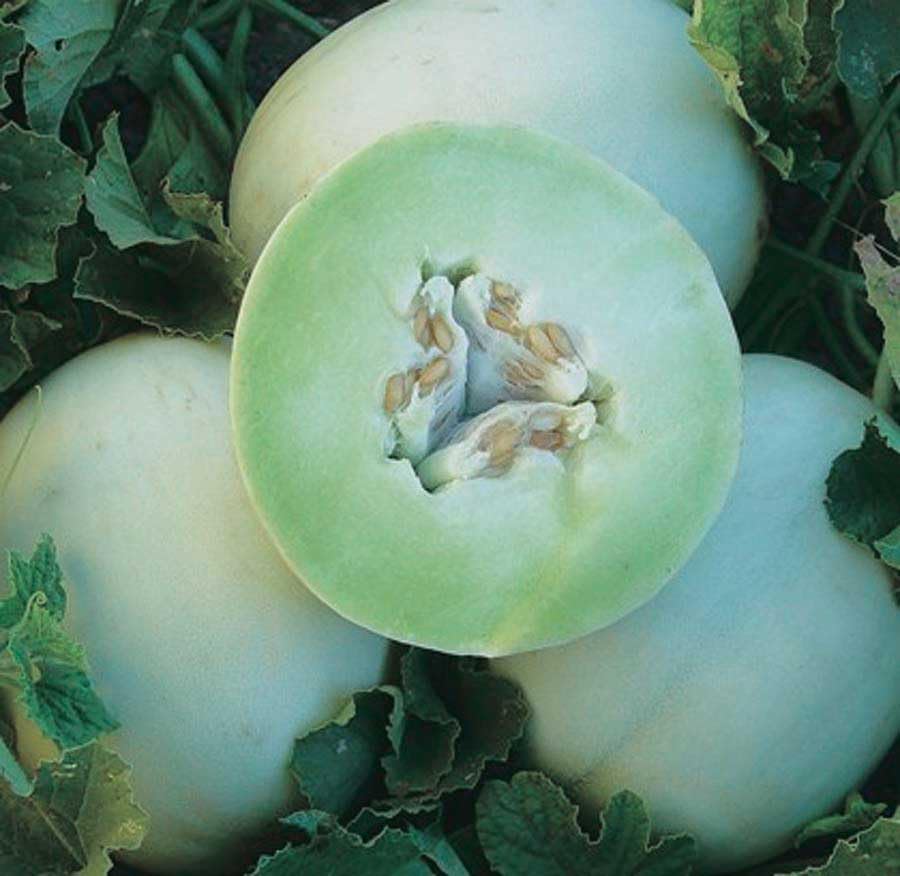 An image of the plant grown with seed for Honeydew Honey Mass Melon Seeds - Creamy White Rind, High Sugar Content, Ideal for Short Growing Seasons & Small Spaces, Non-GMO