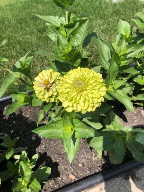 An image of the plant grown with seed for Zinnias Envy Seeds - Vibrant Green Blooms, Ideal for Sunny Summer Gardens & Floral Arrangements, Hardy & Easy to Grow