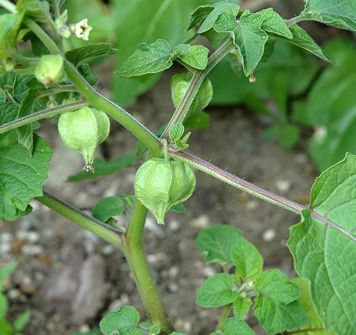 An image of the plant grown with seed for Ground Cherry Little Lantern Seeds - Ideal for Containers, Vitamin-Rich & Versatile in Culinary Uses, Enclosed in Natural Papery Husk