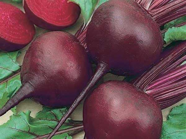 An image of the plant grown with seed for Heirloom Detroit Dark Beet Seeds - Sweet Blood Red Flesh, Ideal for Smooth Root & Nutritious Greens, Perfect for Salads and Pickling, Non-GMO, Introduced in 1892