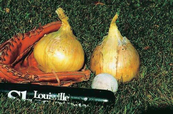 An image of the plant grown with seed for Exhibition Onion Seeds - Giant Spanish Variety, Sweet Flavor, Ideal for Competitions & Culinary Use, Parented by 'Kelsae', Non-GMO