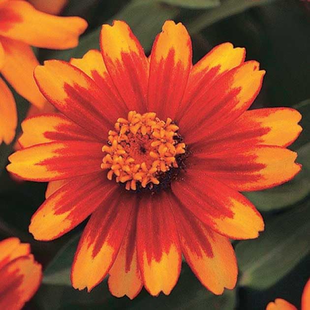 An image of the plant grown with seed for Zinnia Zahara Sunburst Seeds - Vibrant Gold with Red Stripes, Perfect for Sunny Gardens, Heat and Drought Tolerant, Easy to Grow