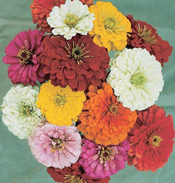 An image of the plant grown with seed for Zinnia State Fair Mix Seeds - Giant Dahlia-Flowered, Vibrant Colors, Perfect for Colorful Summer Borders and Floral Arrangements