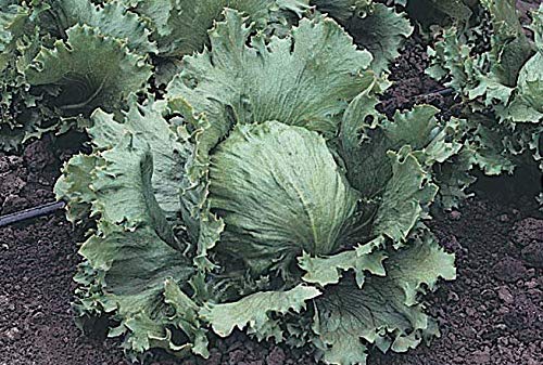 An image of the plant grown with seed for Summertime Lettuce Seeds - Crisp Head Variety, Heat Resistant & Bolt Tolerant, Ideal for Summer Salads, Non-GMO