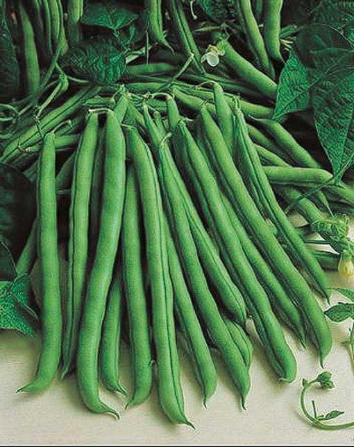 An image of the plant grown with seed for Emerite Pole Bean Seeds - French Filet Style, Sweet Flavor, Ideal for Vertical Gardening, Non-GMO, Organic