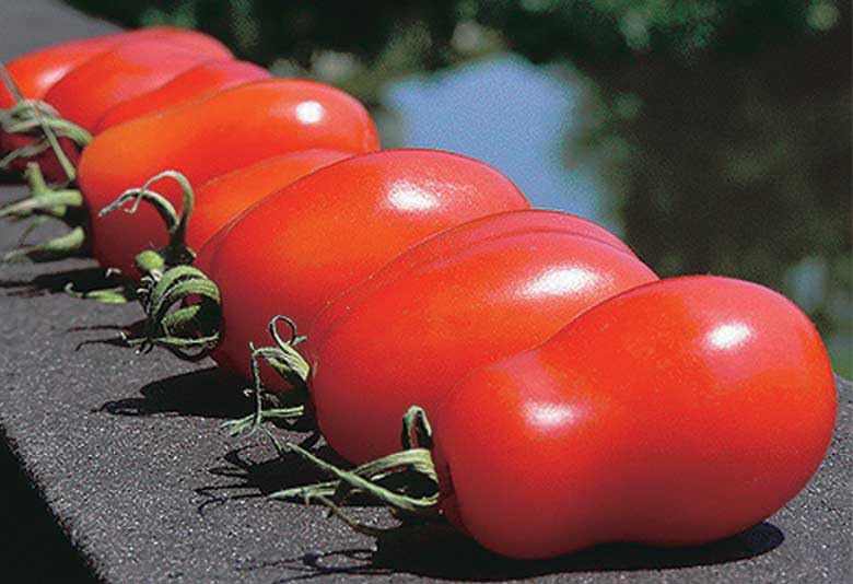 An image of the plant grown with seed for San Marzano Tomato Seeds - Succulent & Low Acid, Ideal for Rich Sauces, Non-GMO, Heirloom from Italy, Bush Type, Deep Red Fruit
