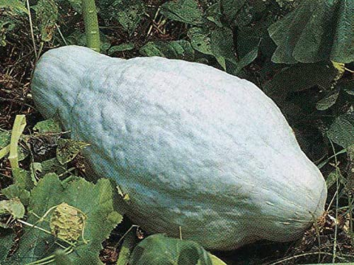 An image of the plant grown with seed for Hubbard Blue Squash Seeds - Heirloom Variety, Large Teardrop-Shaped Fruit, Sweet Golden Flesh, Ideal for Baking and Soups, Long Storage Shelf Life