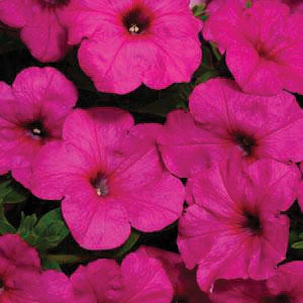 An image of the plant grown with seed for Petunia E.W Neon Rose Seeds - Vibrant Pink Blooms, Ideal for Compact Spaces, Thrives in Cool Temperatures, Non-GMO