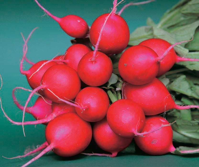 An image of the plant grown with seed for Premium Cherry Belle Radish Seeds - Crisp, Cherry Red Radishes, Ideal for Spring Planting and Cool Weather Growth, Non-GMO, Perfect for Salads