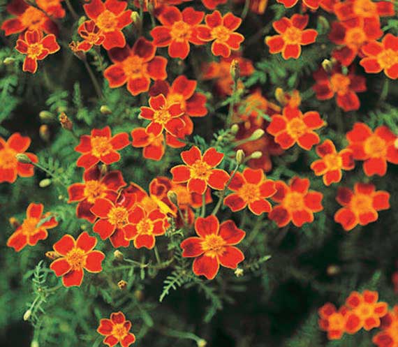 An image of the plant grown with seed for Marigold Red Gem Seeds - Vibrant Lemon Yellow, Tangerine & Red, Spicy Tarragon Flavored Flowers, Deer Resistant, Perfect for Edging & Window Boxes