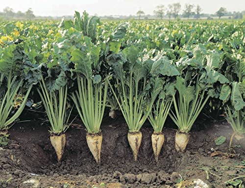 An image of the plant grown with seed for Premium Sugar Beet Seeds - High Sucrose Content, Ideal for Wildlife Food Plots & Livestock Feed, Rich in Protein and Vitamins