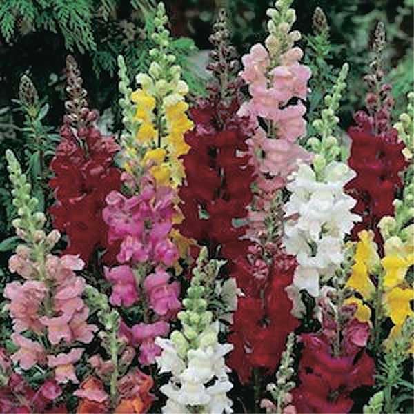 An image of the plant grown with seed for Snapdragon Ribbon Mix Seeds - Enhanced Basal Branching, Bright Colors, Ideal for Vibrant Garden Displays, Grows to 18 inches