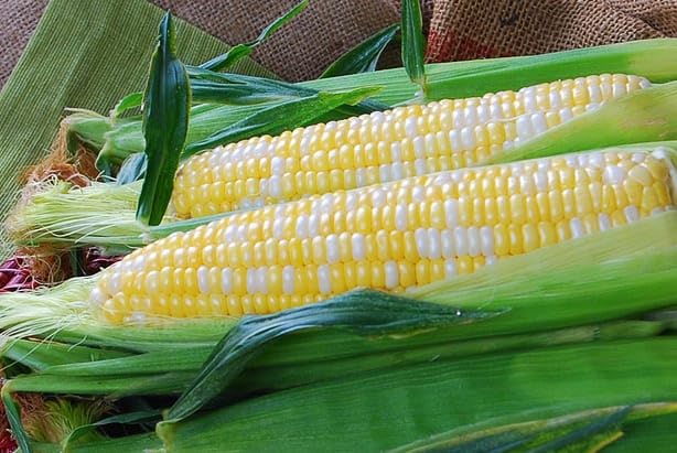An image of the plant grown with seed for Corn Temptress Quad Sweet Seeds - Delicious Heritage Flavor with Modern Sweetness, Sturdy Plant, High Eating Quality, Ideal for Home Gardens