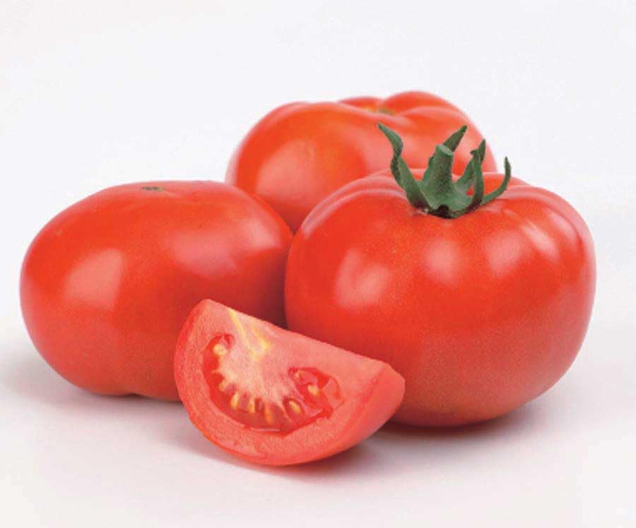 An image of the plant grown with seed for Cobra Tomato Seeds - Glossy & Uniform Fruits, High Yield, Crack-Resistant, Ideal for Greenhouse & Open Field