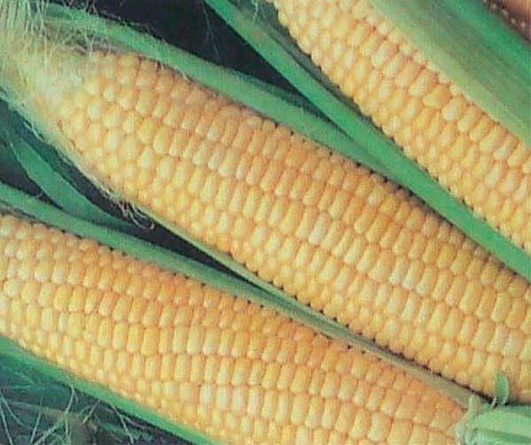 An image of the plant grown with seed for Corn Early Xtra Sweet SH2 Seeds - Extremely Sweet & Crunchy, Ideal for Freezing, Non-GMO, Longer Shelf Life, Suitable for Home Gardens